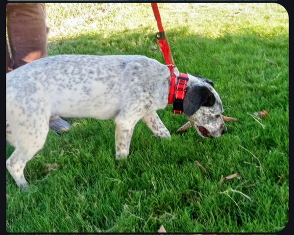 Fizz ("Dakota")