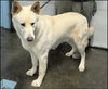 Coco ("Clive") - Photo 2