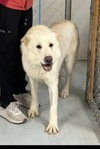 Coco ("Clive") - Photo 6