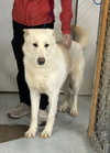 Coco ("Clive") - Photo 8