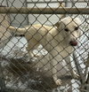 Coco ("Clive") - Photo 15