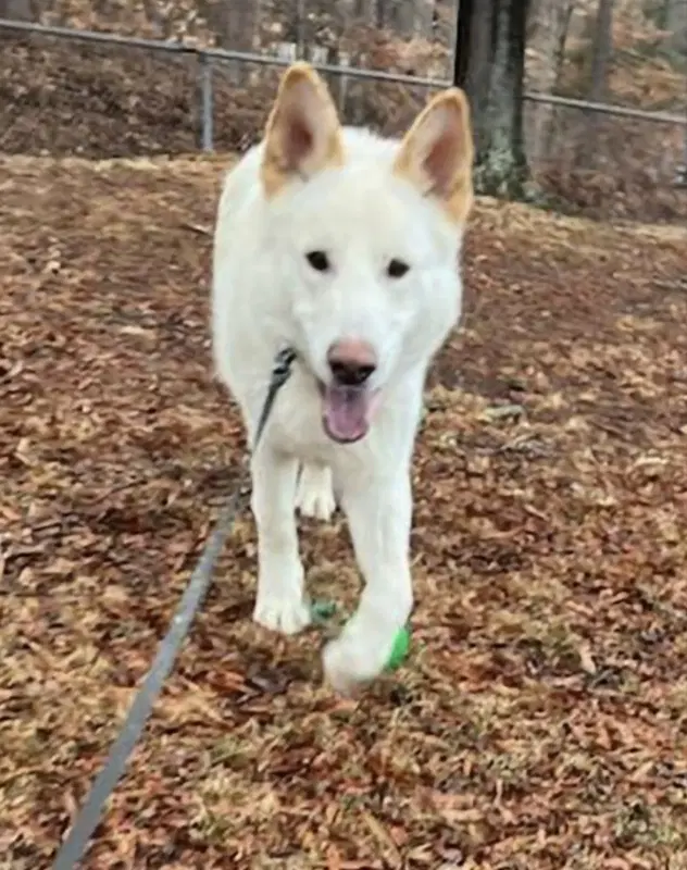 Coco Clive - German Shepherd Dog