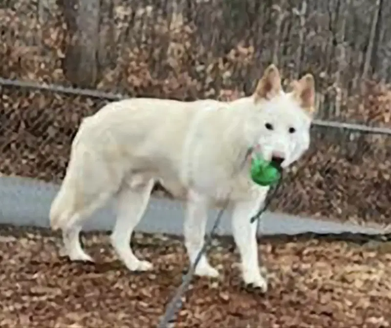 Coco Clive image 4