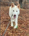 Coco ("Clive") - Photo 20