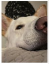 Coco ("Clive") - Photo 21