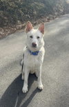 Coco ("Clive") - Photo 23