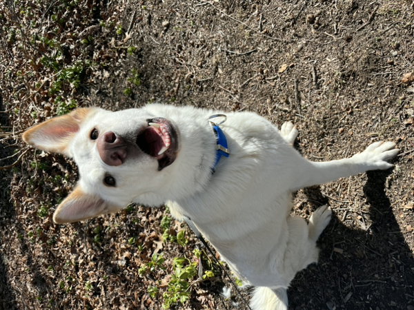 Coco ("Clive")