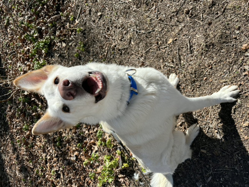 Coco ("Clive")