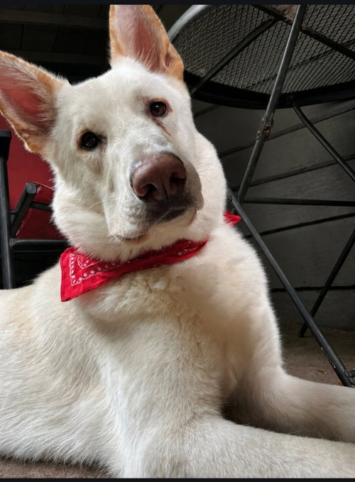 Coco ("Clive")