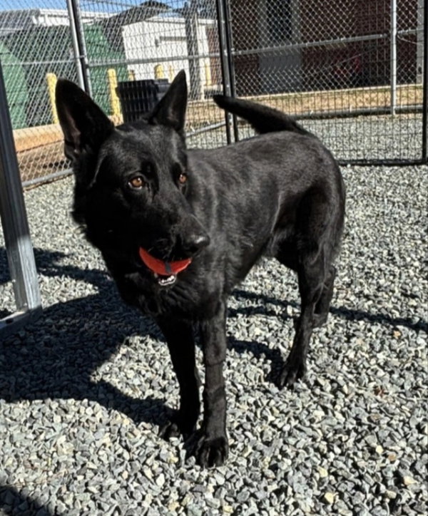 Black Shepherd ("Jett")