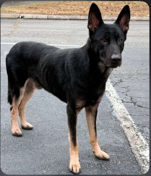 LOGAN - German Shepherd Dog available for adoption