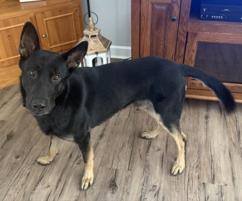 LOGAN - German Shepherd Dog available for adoption