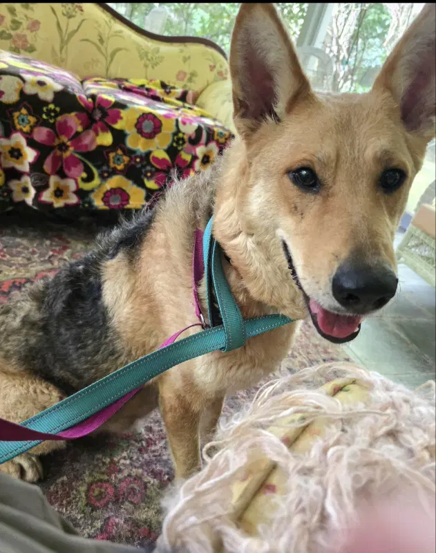Sally - German Shepherd Dog