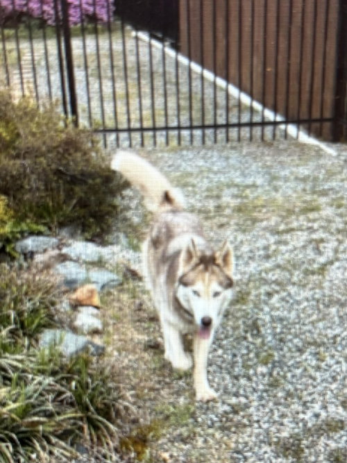 New Husky, an adoptable Husky in Winston Salem, NC