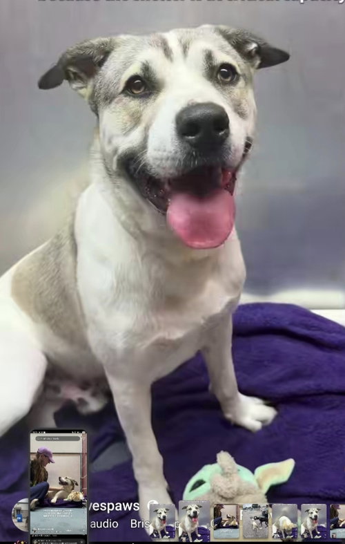 Toby, an adoptable American Staffordshire Terrier in Winston Salem, NC
