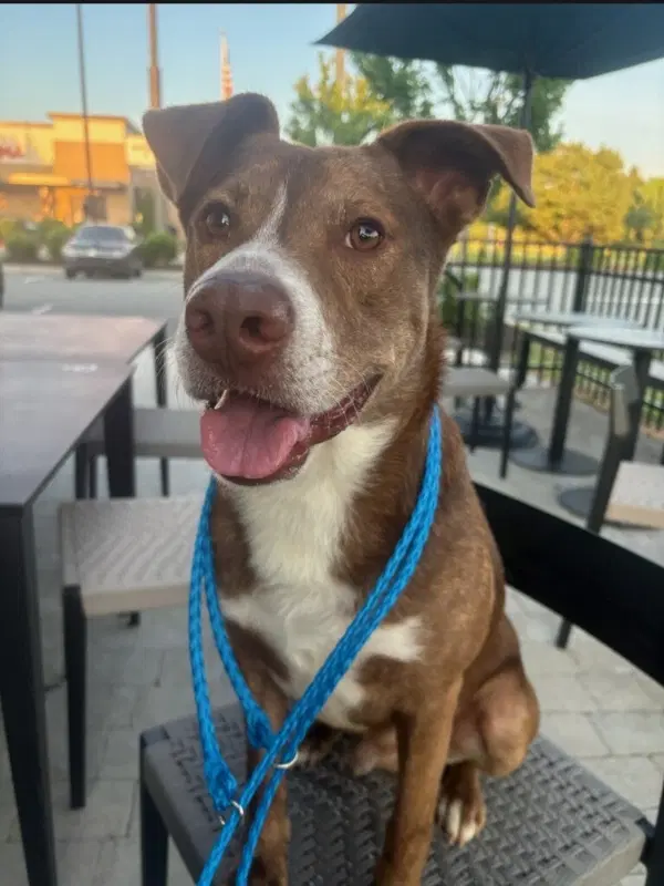 Scooby-Doo - American Staffordshire Terrier