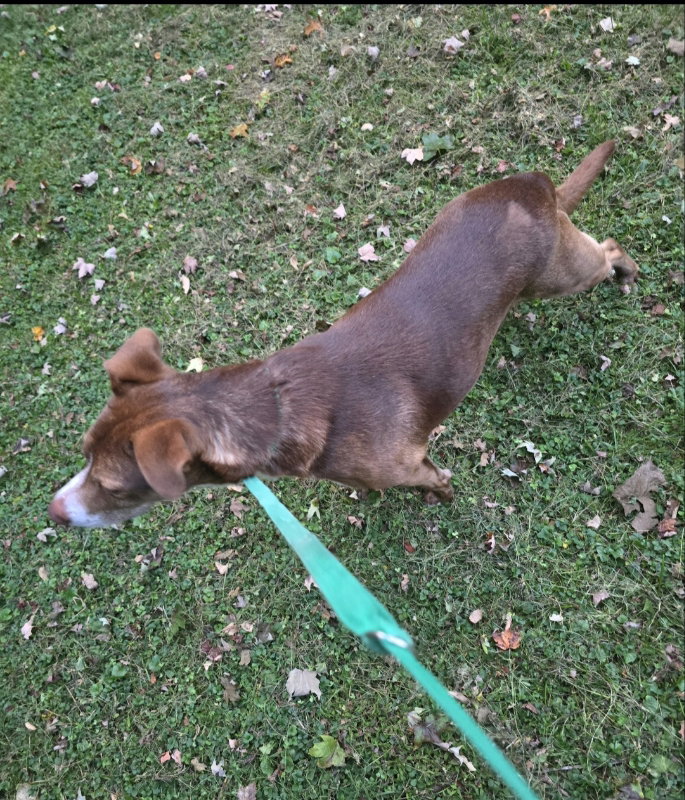 Scooby-Doo, photo 7