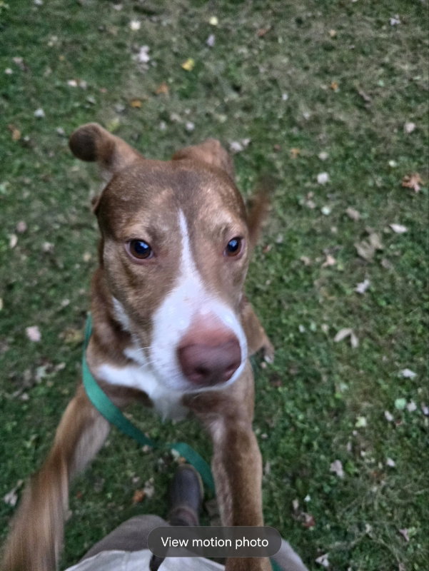 Scooby-Doo, photo 9