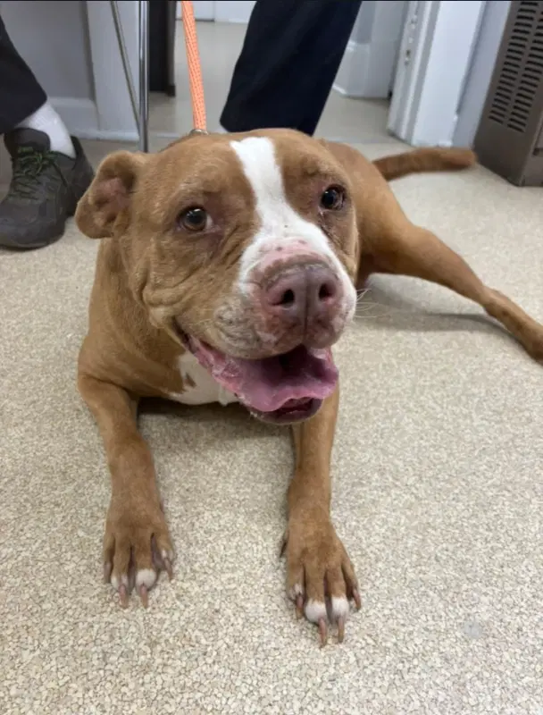 Georgia - American Pit Bull Terrier