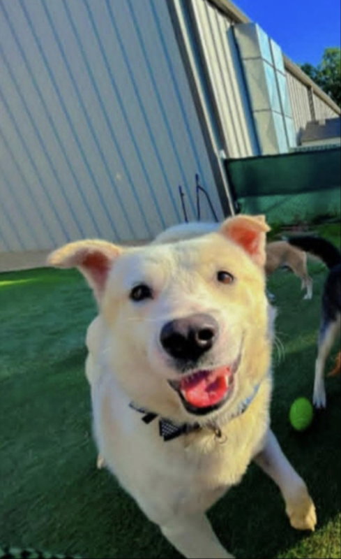 Irving, Husky / Labrador Retriever / Mixed (medium coat)