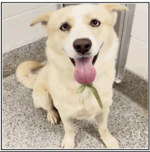 Blue, a dog for adoption from Gram Rescue Ranch