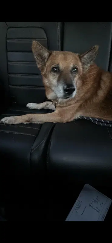 Noah - German Shepherd Dog