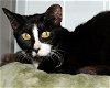 adoptable Cat in palm bay, FL named Bootsie