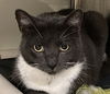 adoptable Cat in melbourne, FL named Paula Deen