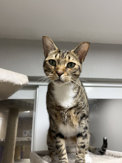 Banjo, Baby Domestic Short Hair (short coat), cat for adoption in St. Cloud, Florida