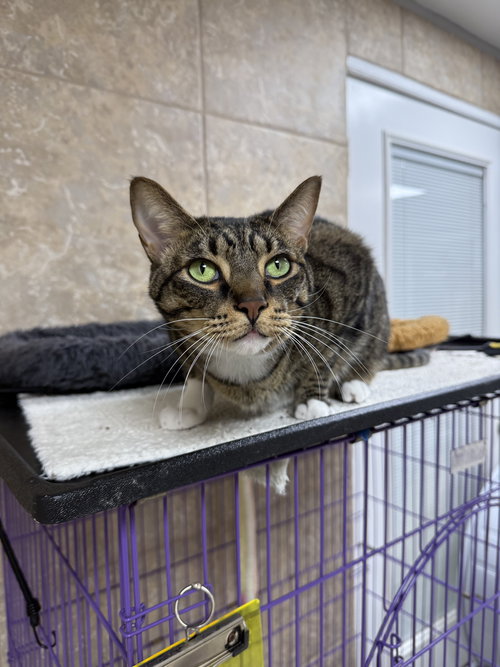 Speaker Phone, Domestic Short Hair, cat for adoption in St. Cloud, Florida