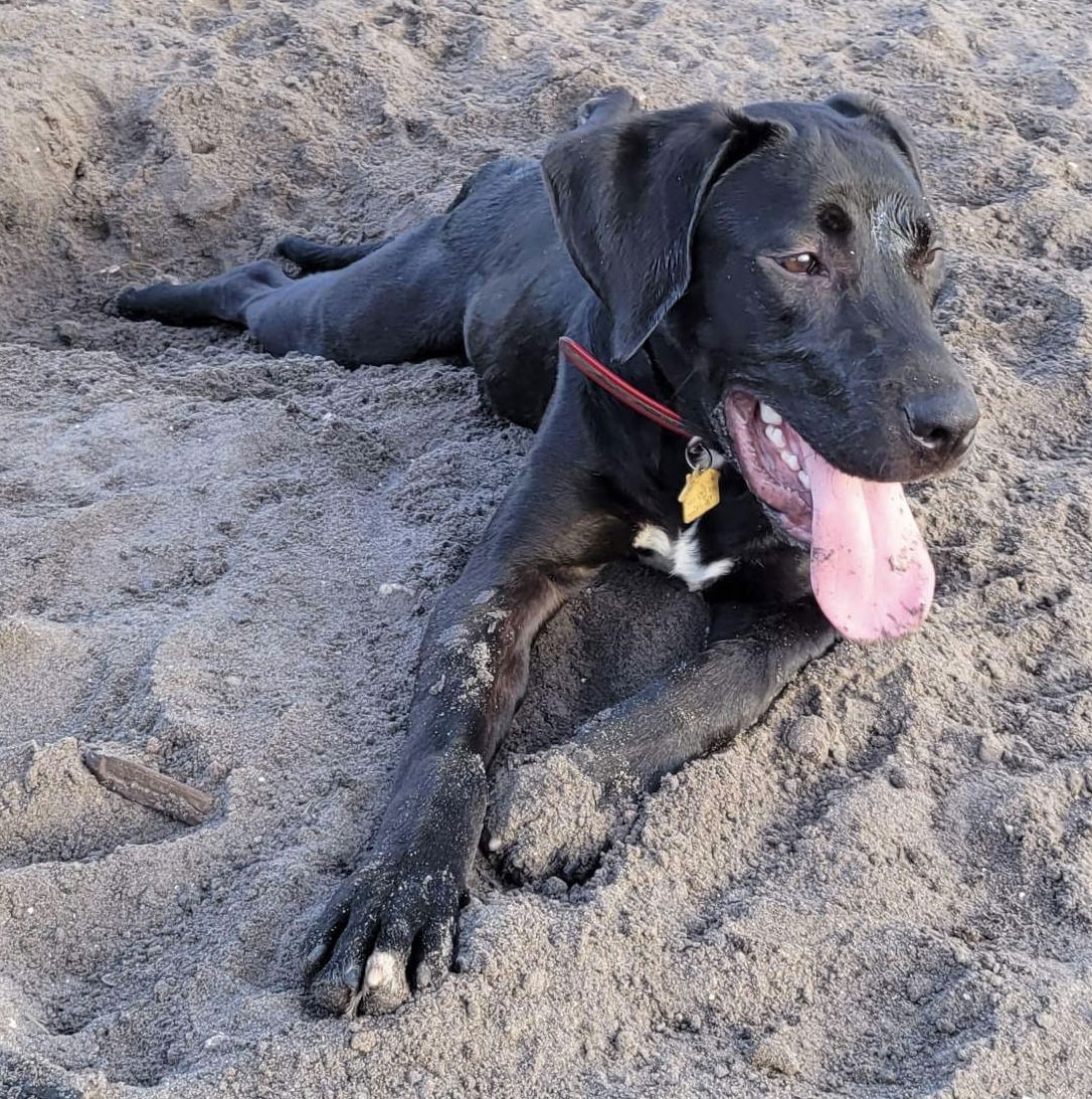 dog-for-adoption-axel-a-labrador-retriever-in-melbourne-fl-alpha-paw