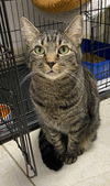adoptable Cat in melbourne, FL named Michea