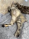 adoptable Cat in satellite beach, FL named Drywall