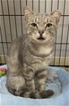 adoptable Cat in  named Jack