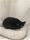 adoptable Cat in  named Frenchie