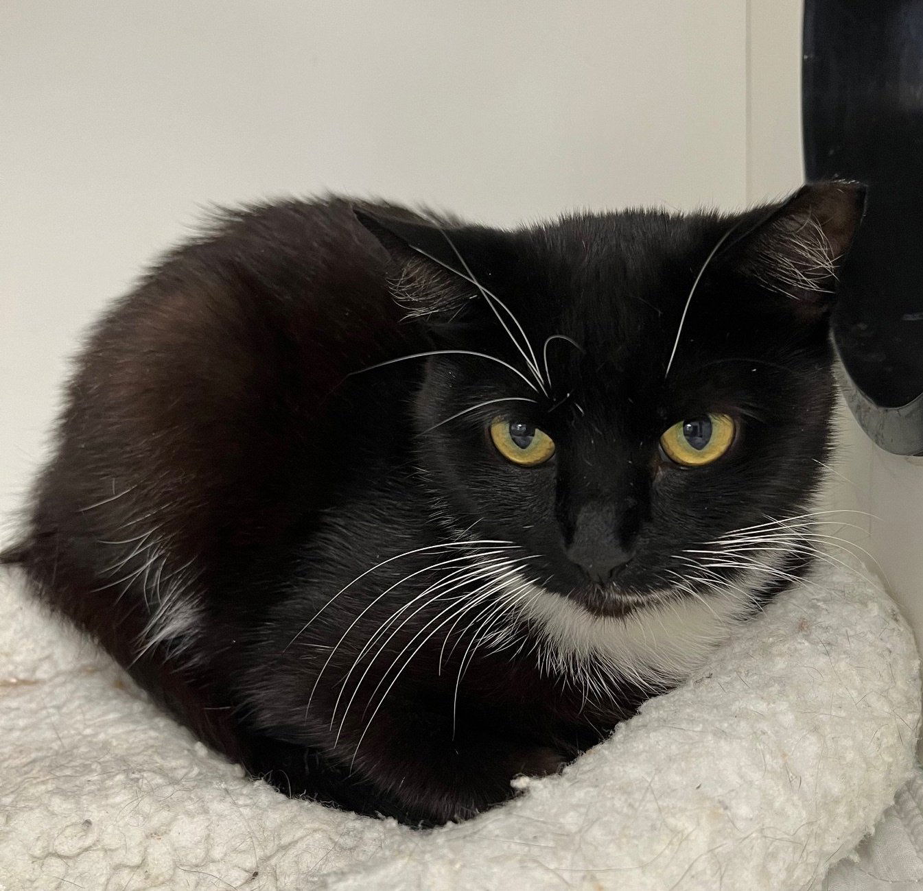 adoptable Cat in Melbourne, FL named Smirker