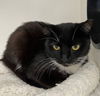 adoptable Cat in melbourne, FL named Smirker