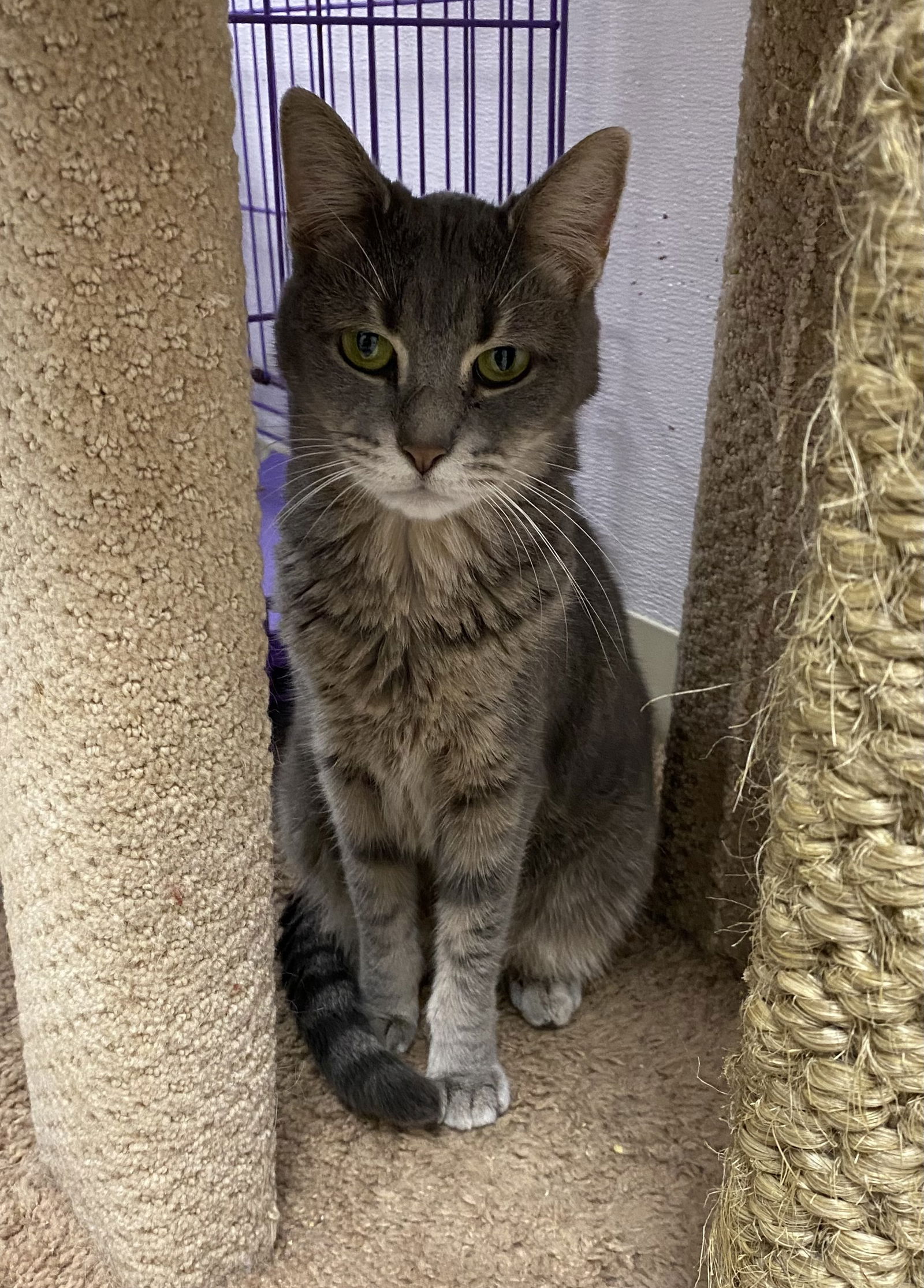 adoptable Cat in Melbourne, FL named Arare