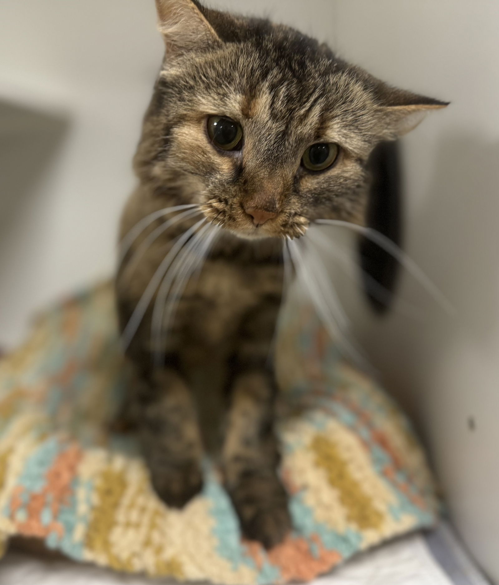 adoptable Cat in Melbourne, FL named Poppy NC