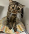 adoptable Cat in melbourne, FL named Poppy NC