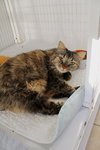 Poppy NC - Photo 3