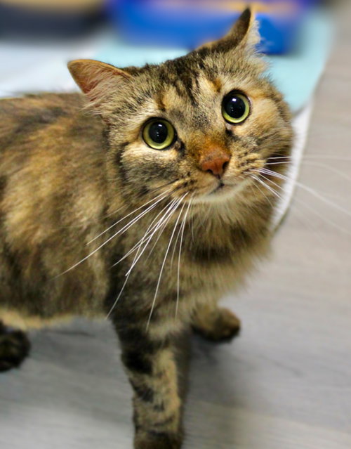 POPPY NC - Domestic Medium Hair / Torbie available for adoption