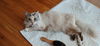 adoptable Cat in palm bay, FL named Mikaela