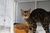 adoptable Cat in melbourne, FL named Cyndi Laupurr