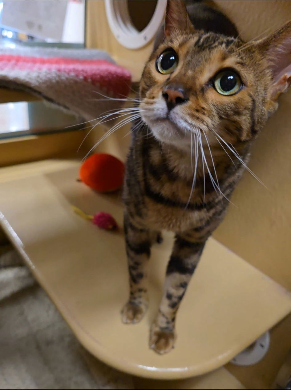 adoptable Cat in Melbourne, FL named Cyndi Laupurr