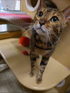 adoptable Cat in  named Cyndi Laupurr