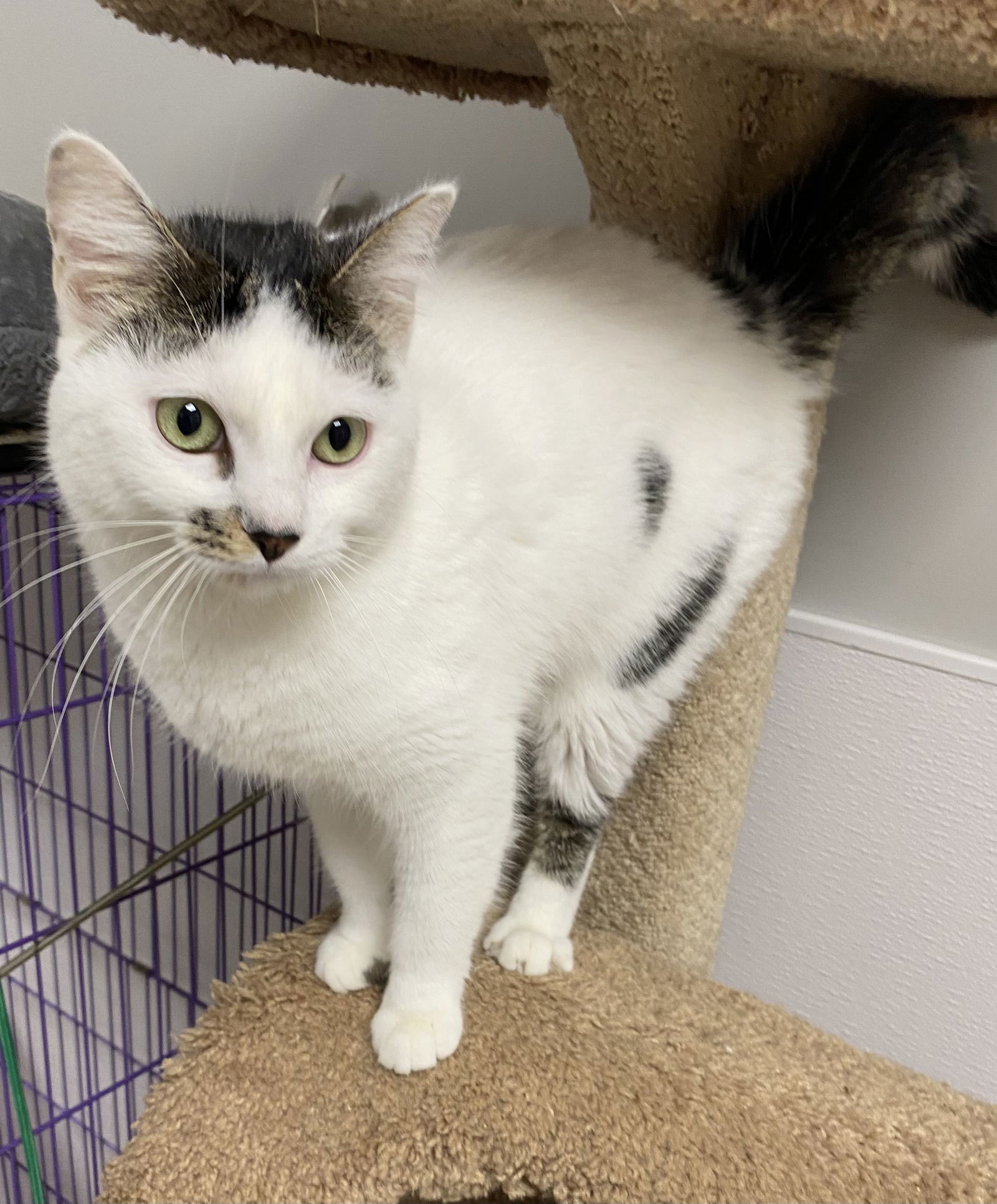 adoptable Cat in Melbourne, FL named Marilyn Cobble