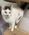 adoptable Cat in melbourne, FL named Marilyn Cobble