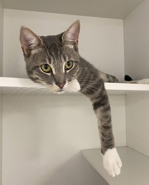 Tinsel, an adoptable Domestic Short Hair in Melbourne, FL
