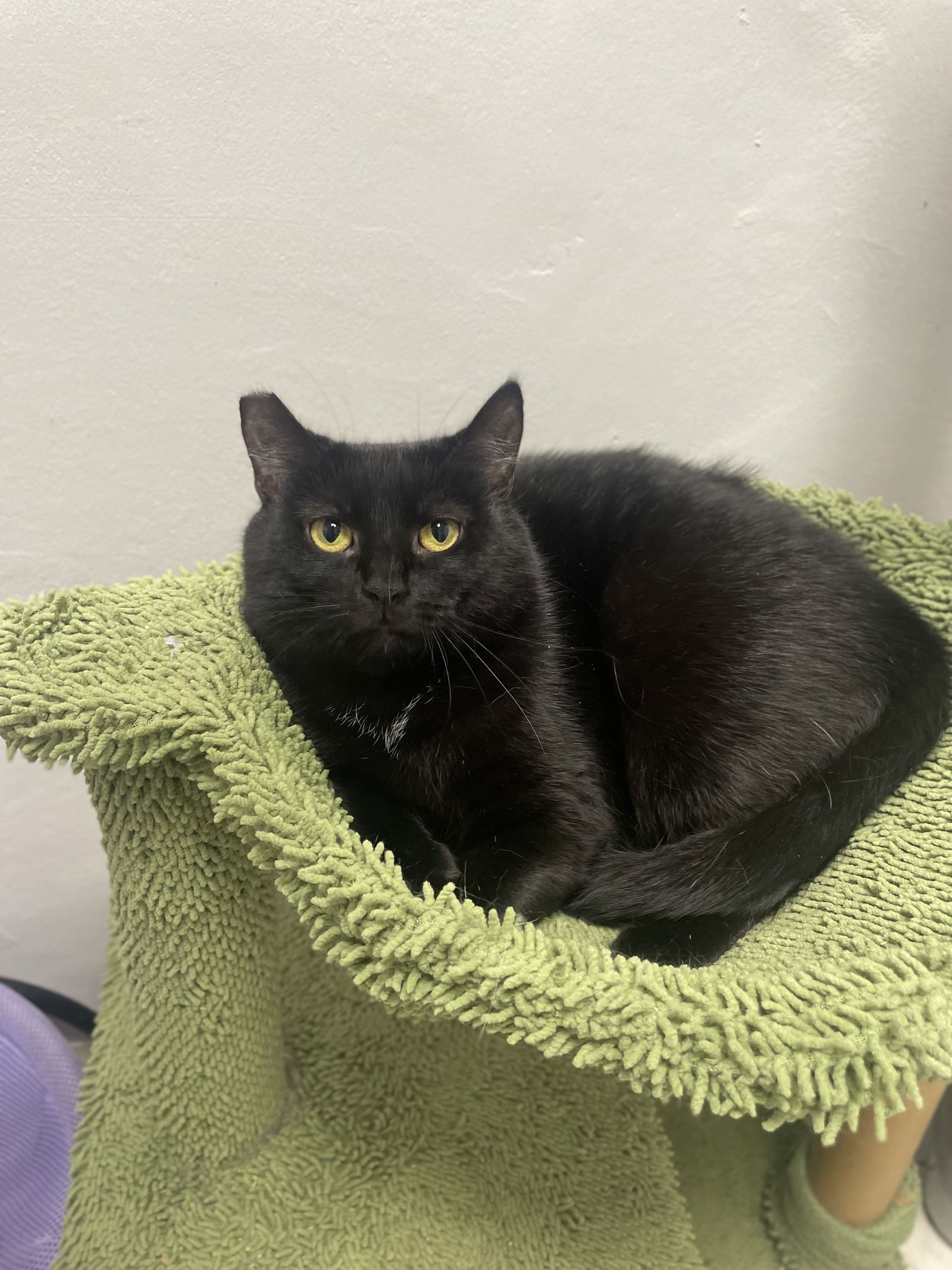 adoptable Cat in Melbourne, FL named Addie NC